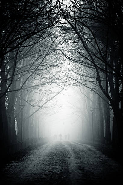 strada di campagna alberi nella nebbia, nessuno - fog road spooky mist foto e immagini stock