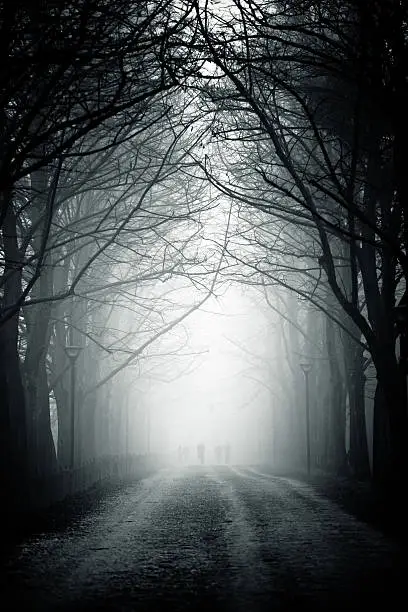 Photo of Country Road Tree Canopy in the Fog, Nobody