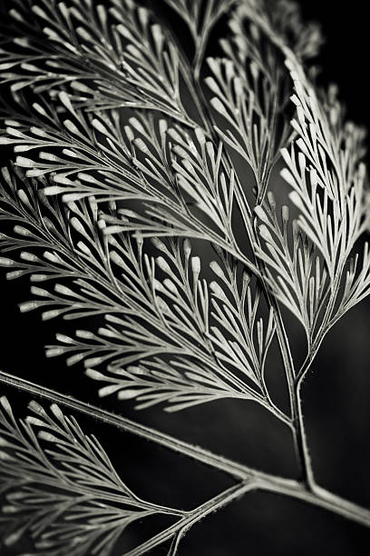Leaves of a fern
