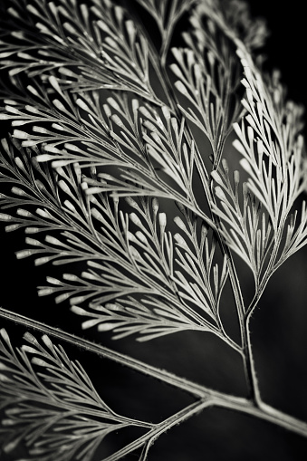 Black and white macro photo of the leaves of a fern species.