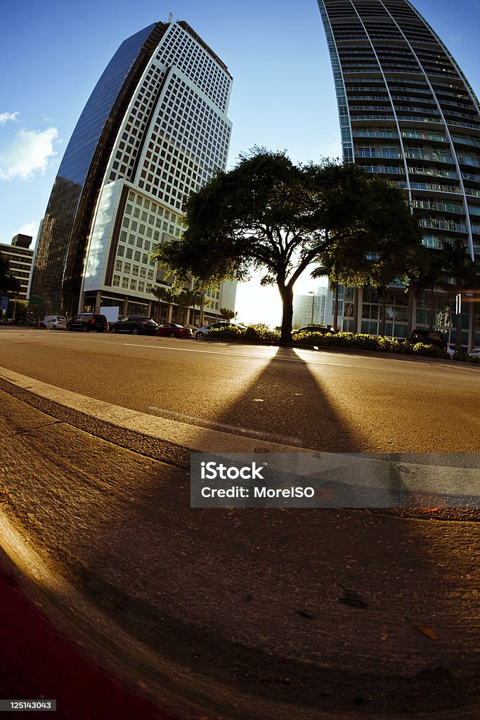 Árbol solitario en el centro de la ciudad de Miami en puesta de sol - Foto de stock de Aire libre libre de derechos