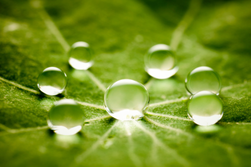 Beautiful large drops of morning dew in nature, selective focus. Drops of clean transparent water on green nasturtuim leaf. Spring summer natural background. Nature concept