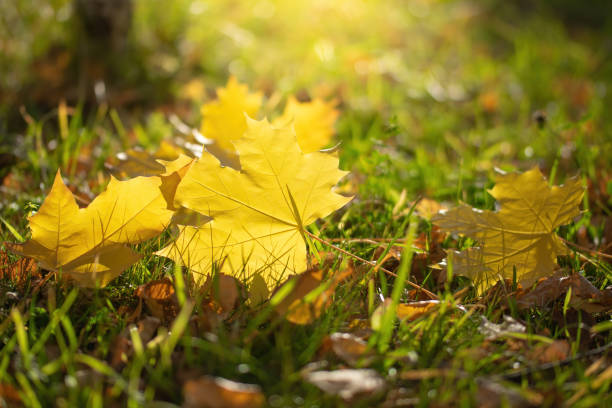 istock Maple leaves in various autumnal colors 1251430994