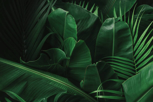 tropical leaves, dark green foliage in jungle, nature background Creative tropical green leaves banana,palm, monstera and fean layout. Nature spring concept. Flat lay. banana tree stock pictures, royalty-free photos & images