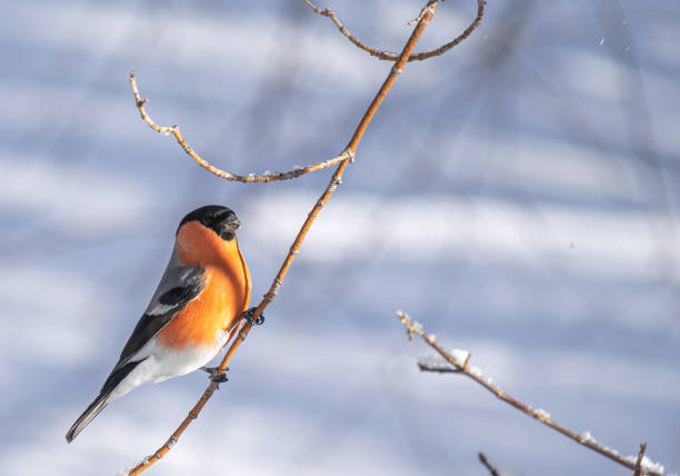istock Reddish chest bullfinch sitting on a tree branch. 1251431099