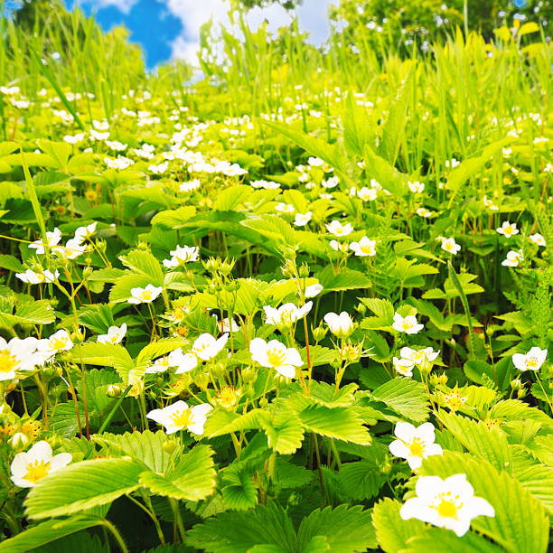 A large meadow with flowering strawberries against a blue sky with clouds. Spring.