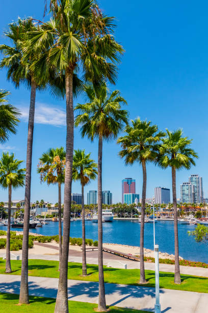 Long Beach waterfront with skyline and harbor, CA Rainbow Harbor waterfront sits in front of the city skyline at Long Beach , California. Palm trees line one side of the marina and shops line the far side. The city peeks through the palm trees. long beach california photos stock pictures, royalty-free photos & images