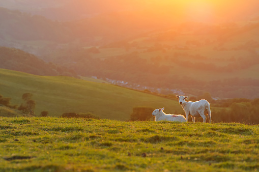 Two Welsh mountain sheep lambs standing on the hills above Llangollen, North Wales, late on a warm summers evening.
[url=file_closeup.php?id=15690775][img]file_thumbview_approve.php?size=1&id=15690775[/img][/url] [url=file_closeup.php?id=13097567][img]file_thumbview_approve.php?size=1&id=13097567[/img][/url] [url=file_closeup.php?id=12306491][img]file_thumbview_approve.php?size=1&id=12306491[/img][/url] [url=file_closeup.php?id=12296246][img]file_thumbview_approve.php?size=1&id=12296246[/img][/url] [url=file_closeup.php?id=12250301][img]file_thumbview_approve.php?size=1&id=12250301[/img][/url] [url=file_closeup.php?id=12250271][img]file_thumbview_approve.php?size=1&id=12250271[/img][/url] [url=file_closeup.php?id=12176579][img]file_thumbview_approve.php?size=1&id=12176579[/img][/url] [url=file_closeup.php?id=11883677][img]file_thumbview_approve.php?size=1&id=11883677[/img][/url] [url=file_closeup.php?id=11883644][img]file_thumbview_approve.php?size=1&id=11883644[/img][/url] [url=file_closeup.php?id=10754451][img]file_thumbview_approve.php?size=1&id=10754451[/img][/url] [url=file_closeup.php?id=8178144][img]file_thumbview_approve.php?size=1&id=8178144[/img][/url] [url=file_closeup.php?id=6390861][img]file_thumbview_approve.php?size=1&id=6390861[/img][/url] [url=file_closeup.php?id=20310670][img]file_thumbview_approve.php?size=1&id=20310670[/img][/url] [url=file_closeup.php?id=20310655][img]file_thumbview_approve.php?size=1&id=20310655[/img][/url] [url=file_closeup.php?id=20309015][img]file_thumbview_approve.php?size=1&id=20309015[/img][/url] [url=file_closeup.php?id=20308997][img]file_thumbview_approve.php?size=1&id=20308997[/img][/url]