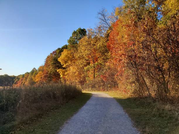 istock Hiking path at a forest during autumn season 1251434132