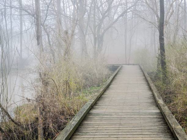 istock wooden pathway bridge in the forest 1251434160