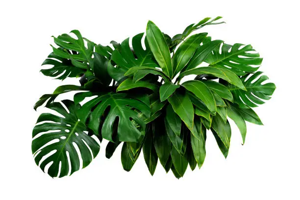 Photo of tropical leaves, dark green foliage in jungle, nature background