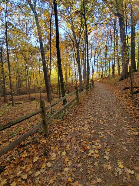 istock Hiking path at a forest during autumn season 1251434225