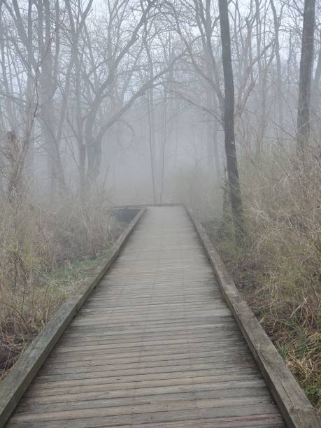 istock wooden pathway bridge in the forest 1251434238