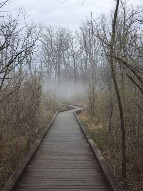 istock wooden pathway bridge in the forest 1251434307