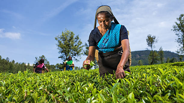 istock Tamil  pickers plucking tea leaves on plantation 125143471