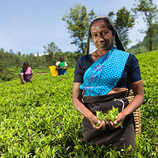 istock Tamil pickers plucking tea leaves on plantation 125143474