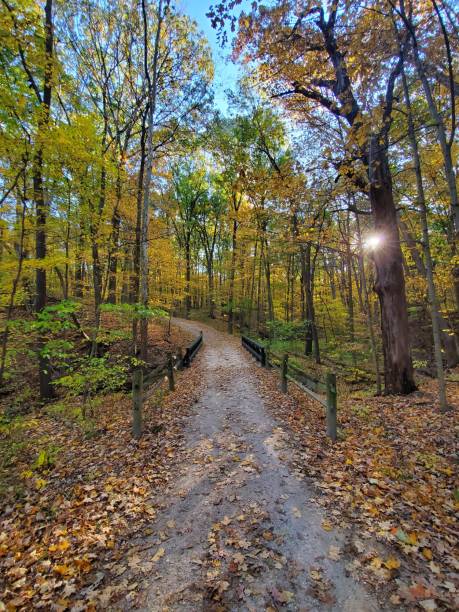 istock Hiking path at a forest during autumn season 1251434877