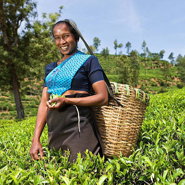 istock Tamil pickers plucking tea leaves on plantation 125143575