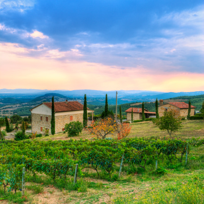 A vineyard in on the side of a rolling hill in Tuscany, Italy. HDR toning.
