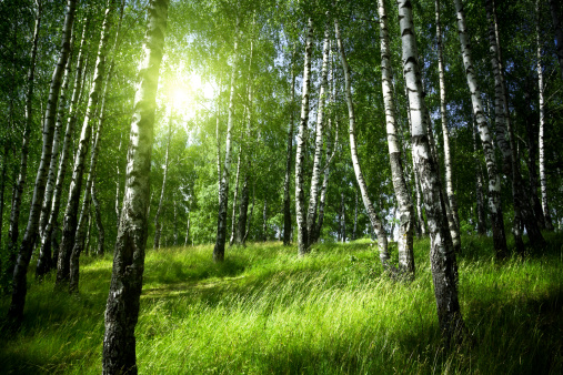 Birch grove on sunny autumn day, beautiful landscape through foliage and tree trunks, panorama, horizontal banner