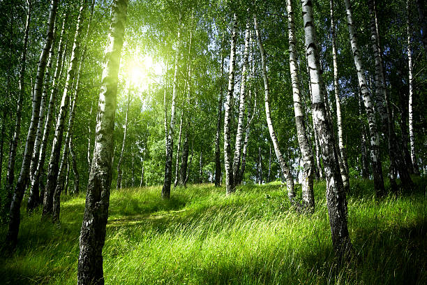 manhã na floresta de bétula - forest road nature birch tree imagens e fotografias de stock