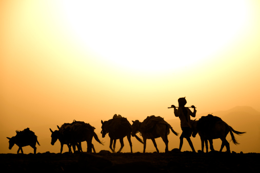 Pastor de emocionar con su mules contra la puesta de sol, Danakil desierto photo