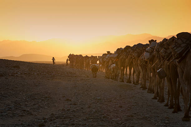 낙타 캐러밴 대해 해질녘까지, danakil 사막, 에디오피아 - animal africa ethiopia mule 뉴스 사진 이미지