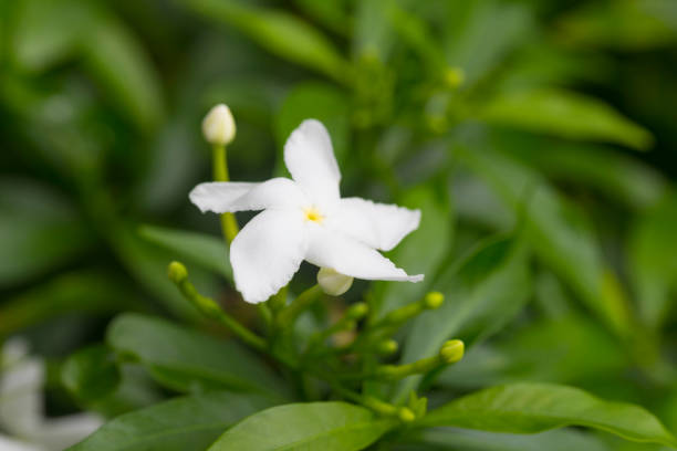 istock Gerdenia Crape Jasmine with green leaves wall background. 1251436625
