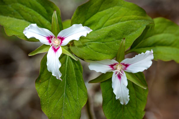istock Painted trillium flowers in bloom on Mt. Kearsarge. 1251436731