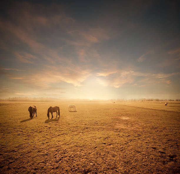 Free Stock Photo of Horse standing in a paddock at sunset | Download ...