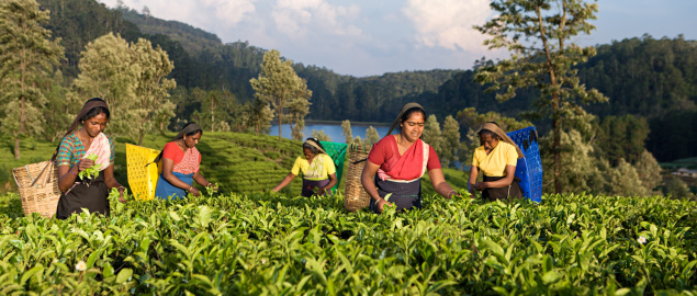 Tea plantation in Sri Lanka Asia