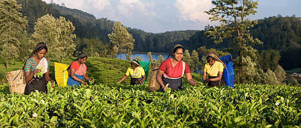 tamil pickers wyrywanie liści herbaty na plantacji - tea crop picking women agriculture zdjęcia i obrazy z banku zdjęć
