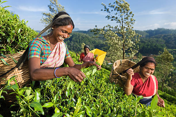 tamil musiker plucking teeblätter auf plantation - tea crop picking agriculture women stock-fotos und bilder