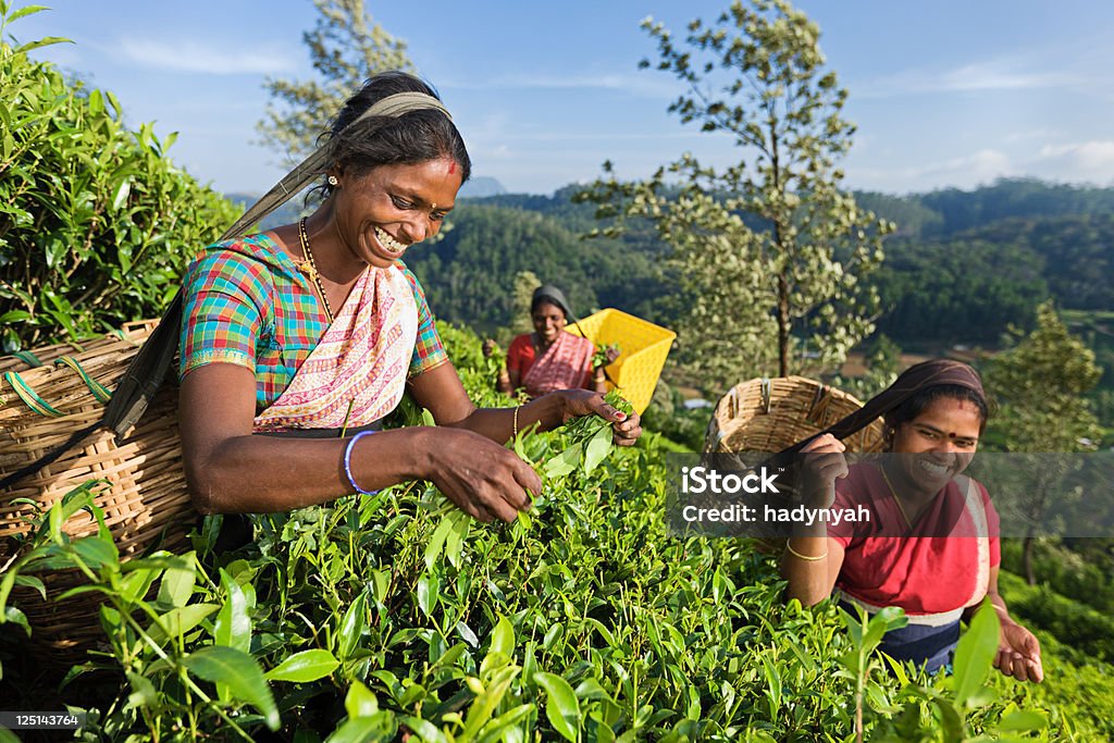 Tamil pickers depena Folhas de Chá na Plantação - Royalty-free Sri Lanka Foto de stock