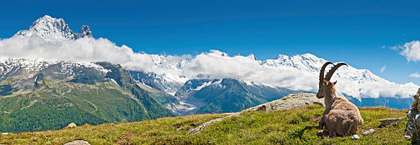 bouquetin vue sur le mont-blanc vue panoramique sur les alpes françaises - mont blanc massif photos et images de collection