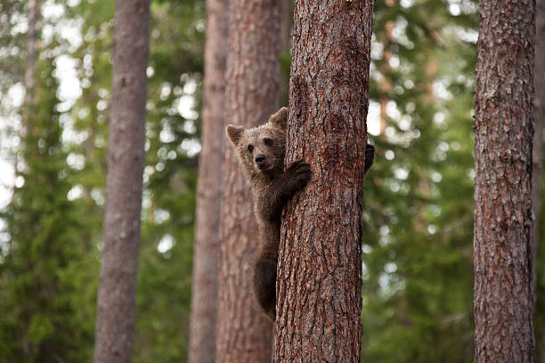 young brown bear klettern einem baum - bärenjunges stock-fotos und bilder