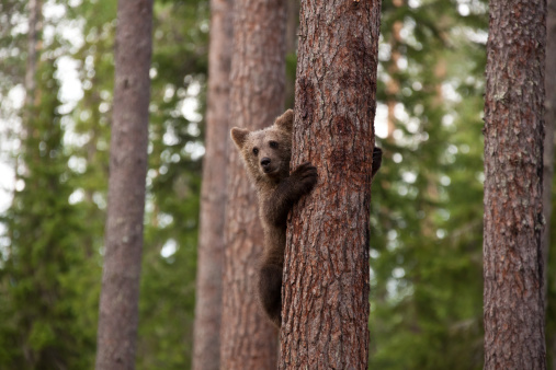 Young brown bear climbing un árbol photo