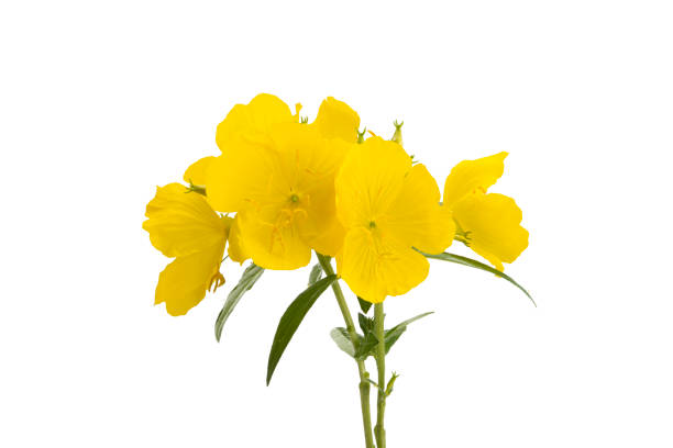 evening primrose flower isolated - primrose imagens e fotografias de stock