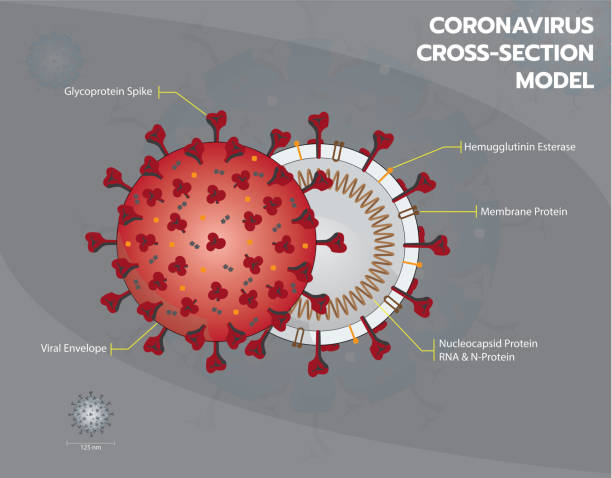 oronavirus or Covid19 or Sar COV 2 cross section model enveloped virus structure Coronavirus or Covid19 or Sar COV 2 cross section model. Coronavirus - Enveloped virus structure vector illustration graphic spike protein stock illustrations