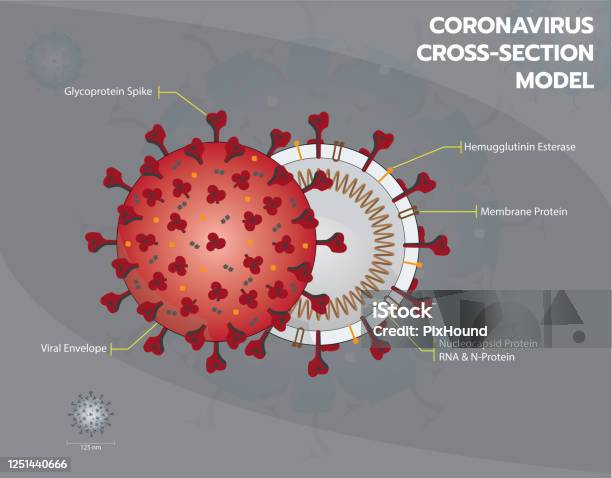 Oronavirus Or Covid19 Or Sar Cov 2 Cross Section Model Enveloped Virus Structure Stock Illustration - Download Image Now