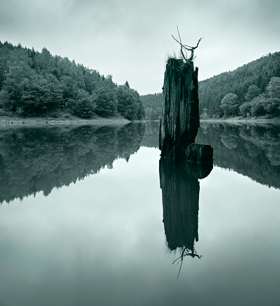 Tree Trunk in Remote Lake amongst the Woods
