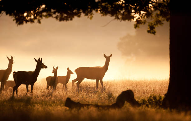 istock Deer Herd with fawns 125144088