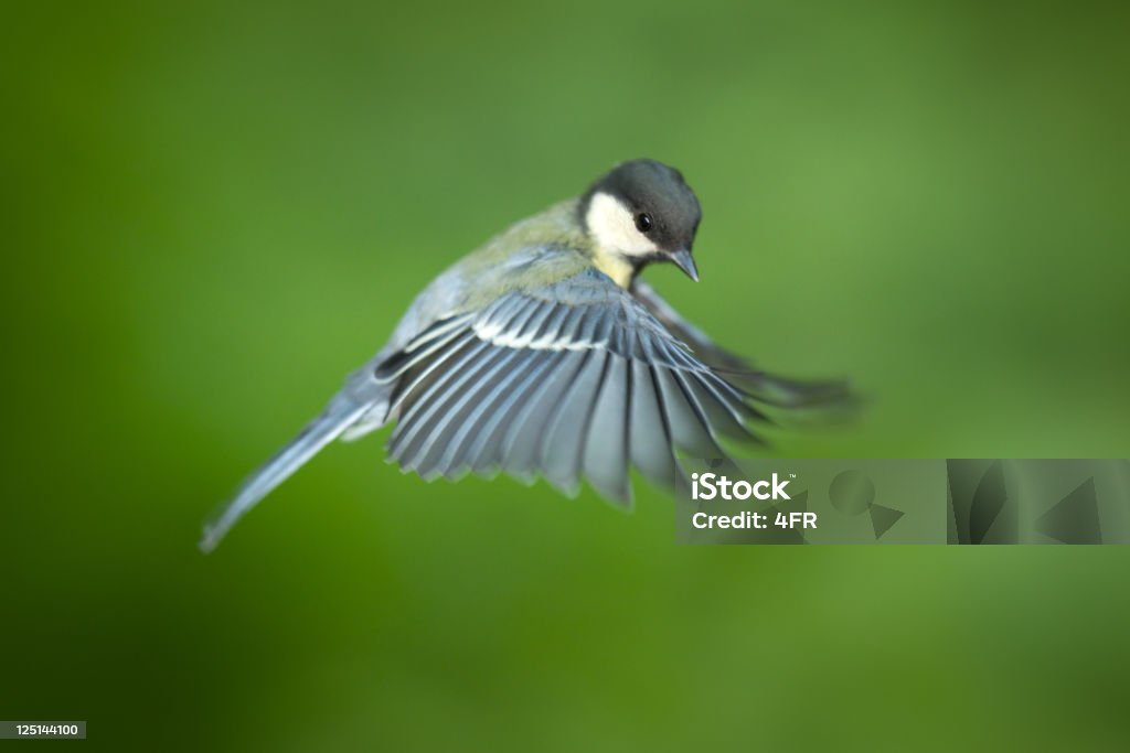 Mésange charbonnière en vol - Photo de Oiseau libre de droits