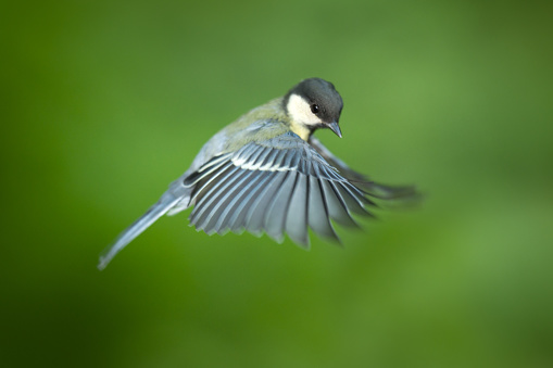 Lucky shot of a Great Tit flying. Caught right in the mid-air. Nikon D3X. Converted from RAW.