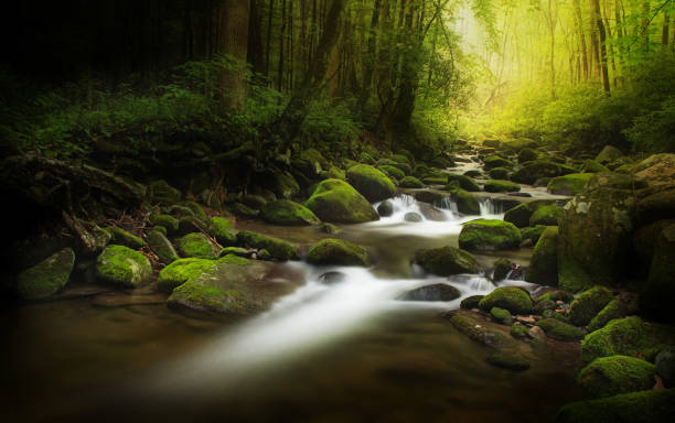 심홍색 어둡습니다 woods - gatlinburg great smoky mountains national park north america tennessee 뉴스 사진 이미지