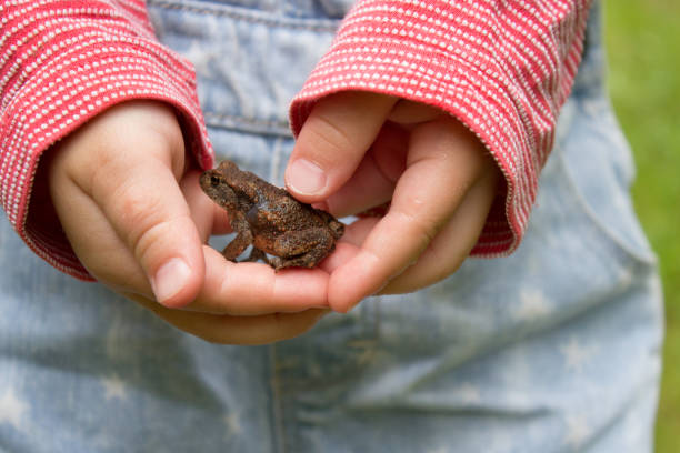 Little girl holding a wild frog in her hands, summer in Sweden