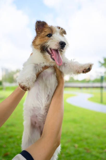 istock Jack Russell Terrier picked up high 1251442295