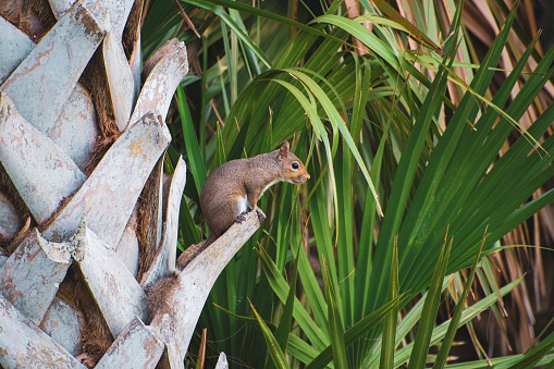 A squirrel resting in the evening on the tip of a palm branch, with more palm fronds in the background.