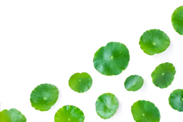 Gotu Kola leaves ( Asiatic pennywort, Indian pennywort, Centella asiatica ) isolated on white background . Top view. Tropical medical herbal plant concept. Copy space.