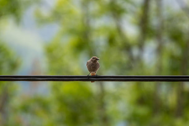 istock Black redstart resting on electric cable, close up 1251443500